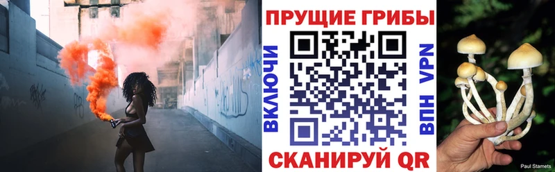 мориарти Telegram Мценск Галлюциногенные грибы Psilocybe